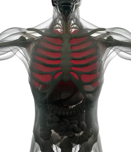 Modelo de anatomía de pulmones humanos — Foto de Stock