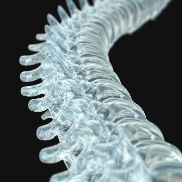 Modelu ludzkiego kręgosłupa — Zdjęcie stockowe