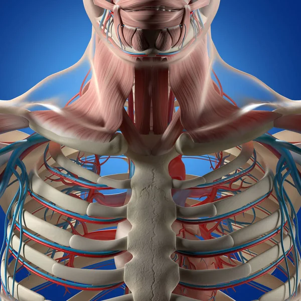 Modello anatomico di gabbia toracica umana — Foto Stock