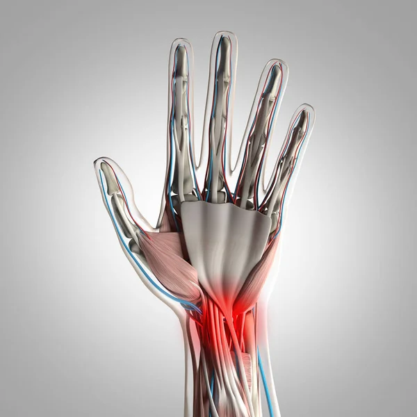 Modello anatomico mano umana — Foto Stock
