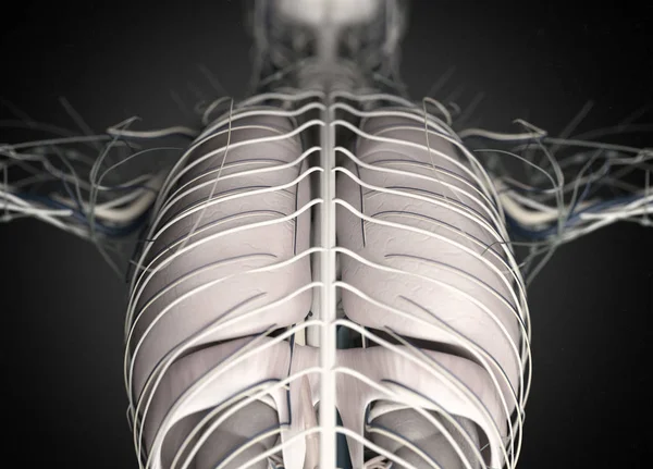 Modello anatomico della schiena umana — Foto Stock