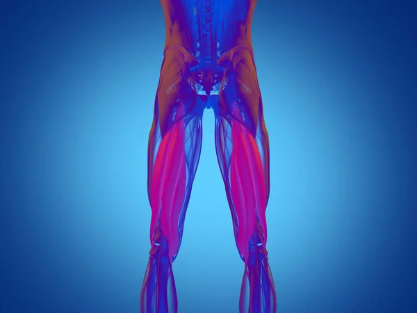 Modelo de anatomía de grupo muscular isquiotibial —  Fotos de Stock