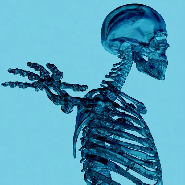 Модель анатомии скелета человека — стоковое фото