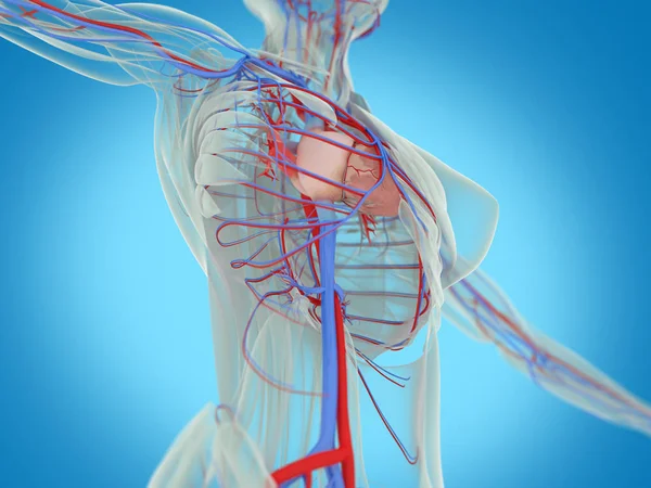 Kvinnliga kroppen anatomi — Stockfoto