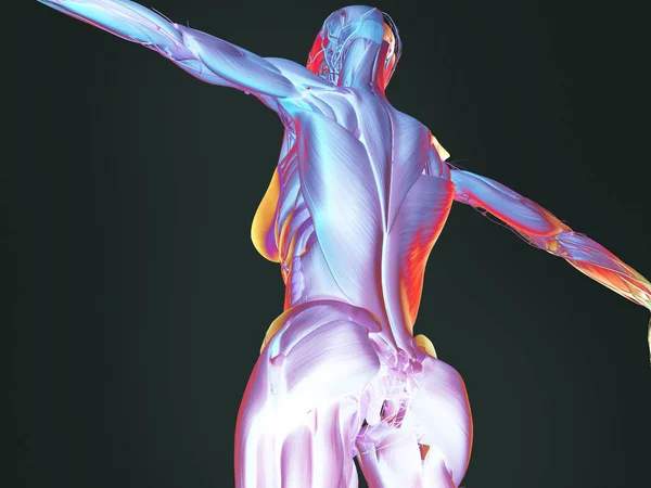 Анатомия женского тела — стоковое фото