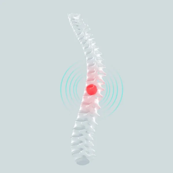 Modelo da coluna vertebral humana — Fotografia de Stock