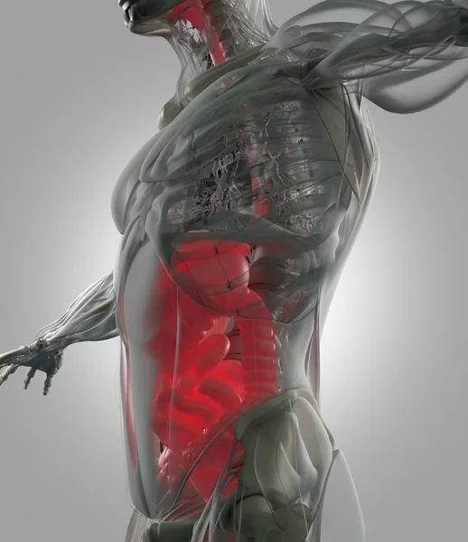 Modelo de anatomía del sistema digestivo — Foto de Stock