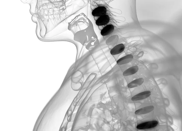 Modelo de anatomia dos discos da coluna vertebral humana — Fotografia de Stock