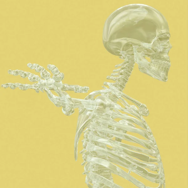 人骨解剖学モデル — ストック写真