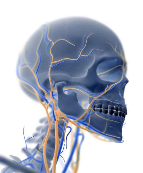 Human Skull anatomy model — Stock Photo, Image