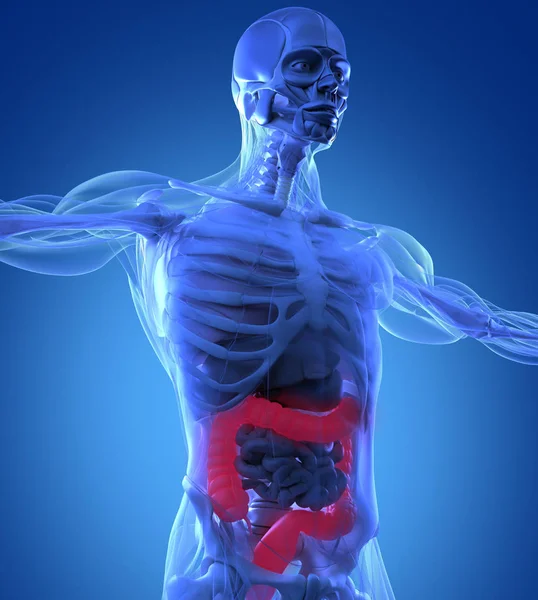 Human colon anatomy model — Stock Photo, Image