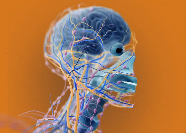 인간의 뇌 전류 시스템 — 스톡 사진
