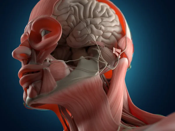 Ανθρώπινο κεφάλι μοντέλο ανατομίας — Φωτογραφία Αρχείου
