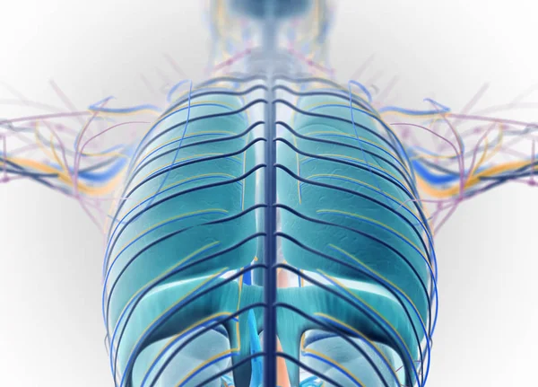 Modelo de anatomia das costas humanas — Fotografia de Stock