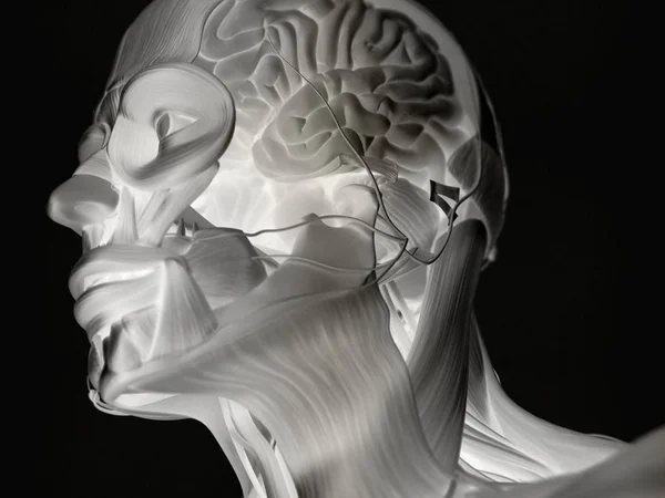 Анатомічна модель людської голови — стокове фото