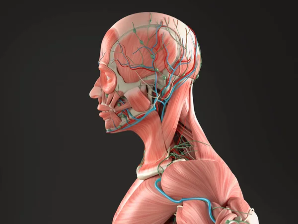 Моделі чоловічий Анатомія — стокове фото