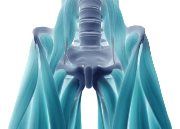 人类的大腿肌肉系统 — 图库照片
