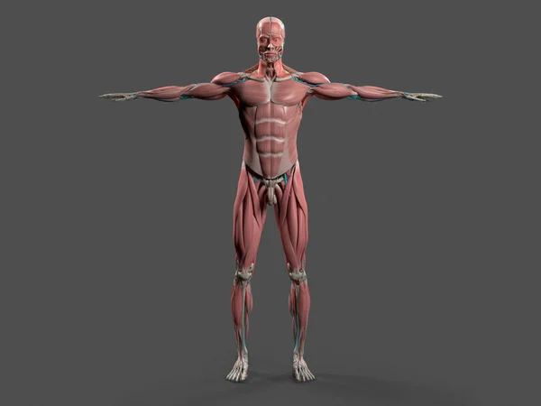 Model lidské anatomie — Stock fotografie