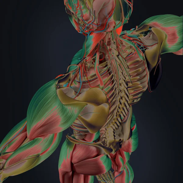 Human skeleton anatomy model — Stock Photo © AnatomyInsider 129009060