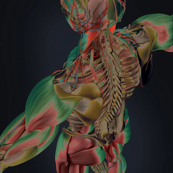 인간의 뒤 해부학 모델 — 스톡 사진