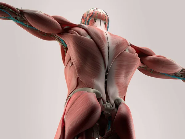 Modèle d'anatomie du dos humain — Photo