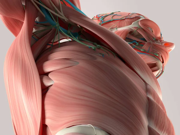 Modèle d'anatomie du torse humain — Photo