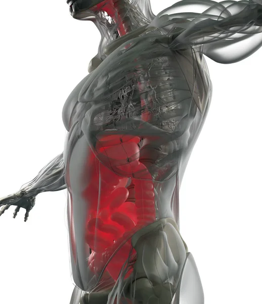 Modelo de anatomía del sistema digestivo — Foto de Stock