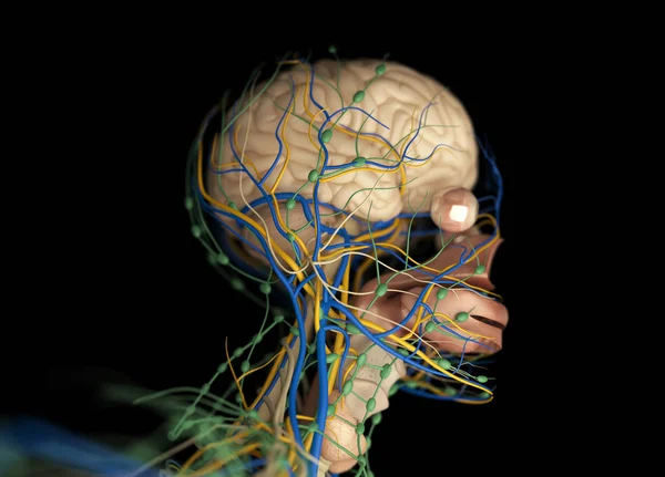 Sistema de impulso cerebral humano — Fotografia de Stock