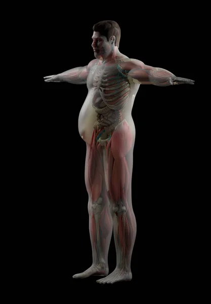 Túlsúlyos emberi anatómia — Stock Fotó