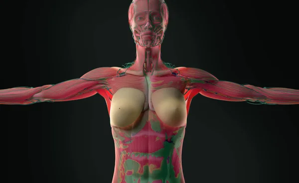Anatomia del corpo femminile — Foto Stock