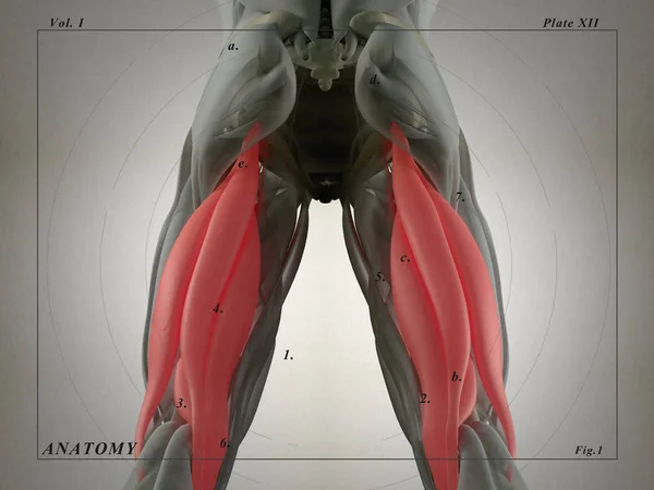 Modelo de anatomia do grupo muscular Hamstring — Fotografia de Stock