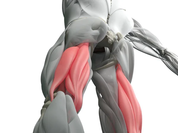 Ochromit svalové skupiny anatomie model — Stock fotografie