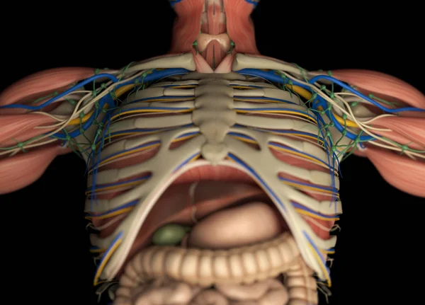 Чоловіча модель анатомії грудей — стокове фото