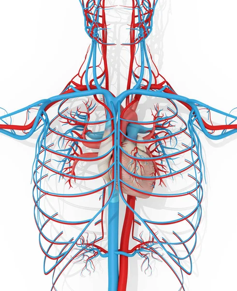 Sistema circolatorio cardiaco — Foto Stock