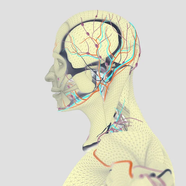 Anatomia człowieka, mózg — Zdjęcie stockowe