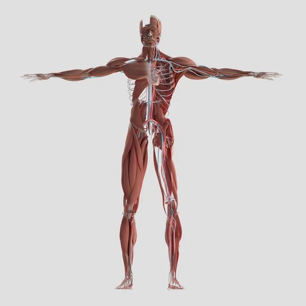 Model anatomie svalové a cévní systém — Stock fotografie