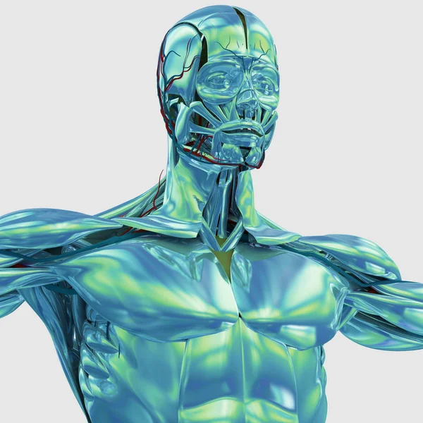 Krom insan anatomisi modeli — Stok fotoğraf