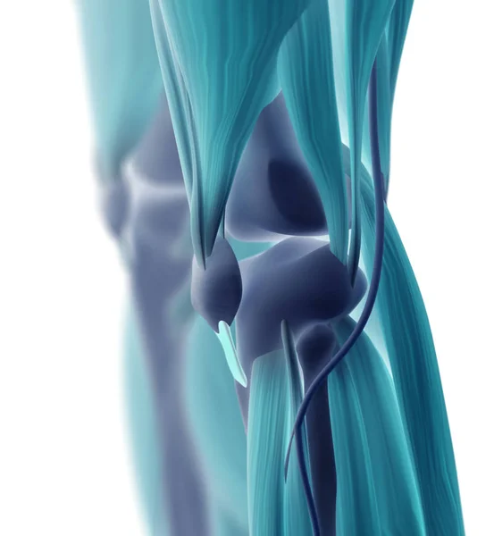 Anatomía de rodilla humana detalles —  Fotos de Stock