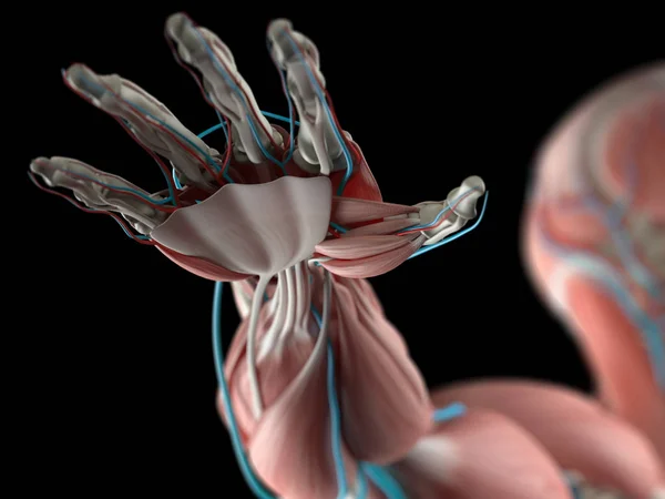 Modelo de anatomía de la mano humana — Foto de Stock