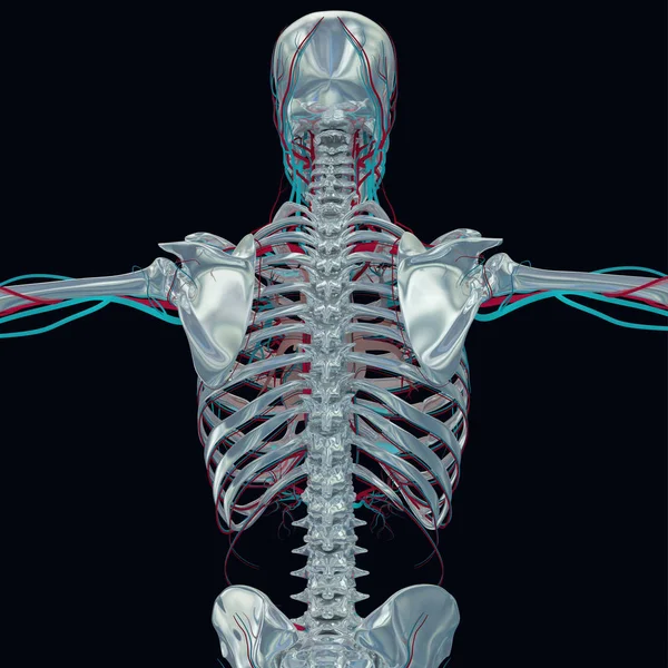 Modèle d'anatomie du squelette humain — Photo
