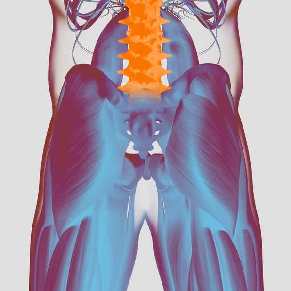 人体的脊柱、 骨盆解剖模型 — 图库照片