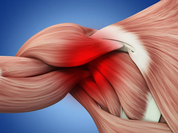 Anatomia da área do ombro nas costas — Fotografia de Stock