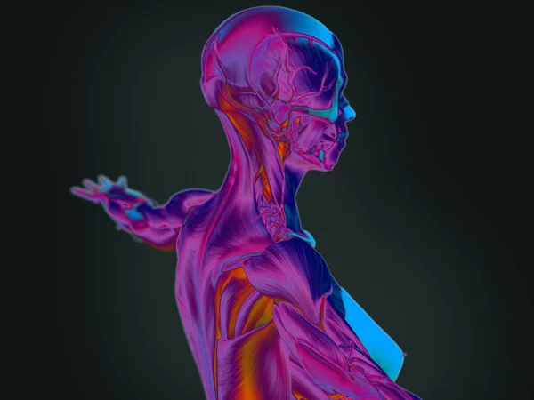 Kadın vücudu anatomisi — Stok fotoğraf