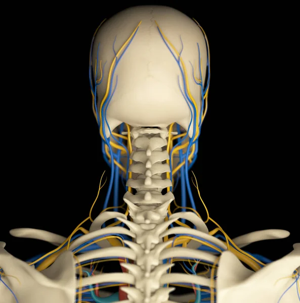 Human neck anatomy model — Stock Photo, Image