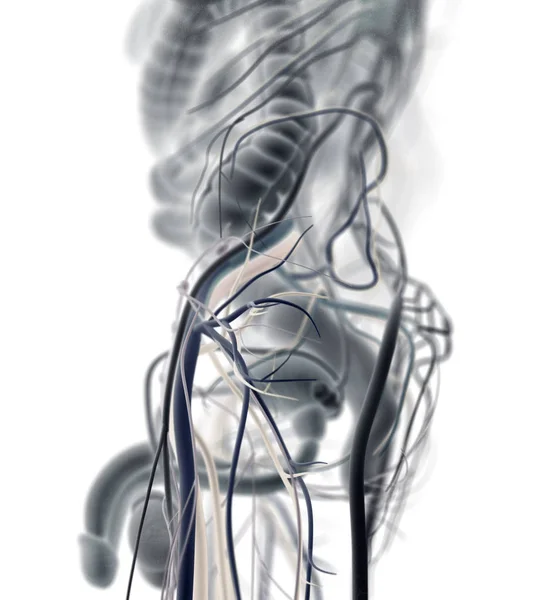 Mannelijke urine en reproductieve systeem — Stockfoto