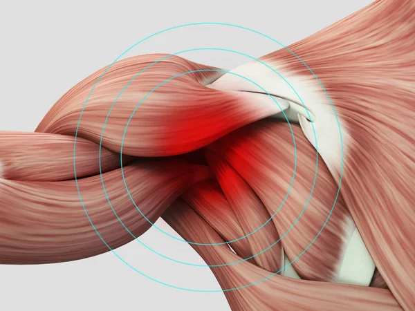Анатомия плечевой области на спине — стоковое фото