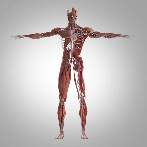 Modelo anatômico do sistema muscular e vascular — Fotografia de Stock