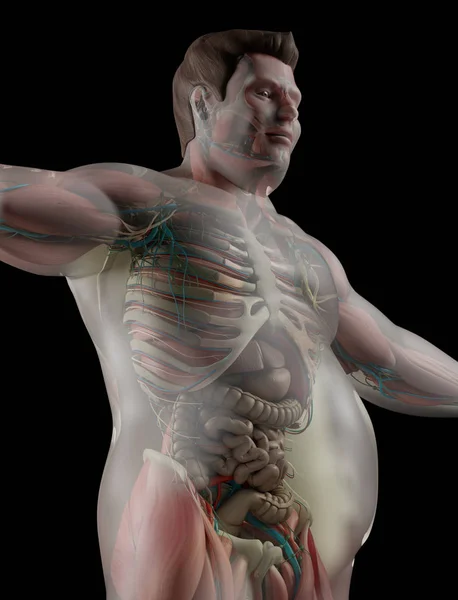 Лишняя анатомия человека — стоковое фото