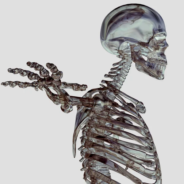 Ανθρώπινο μοντέλο ανατομίας σκελετού — Φωτογραφία Αρχείου