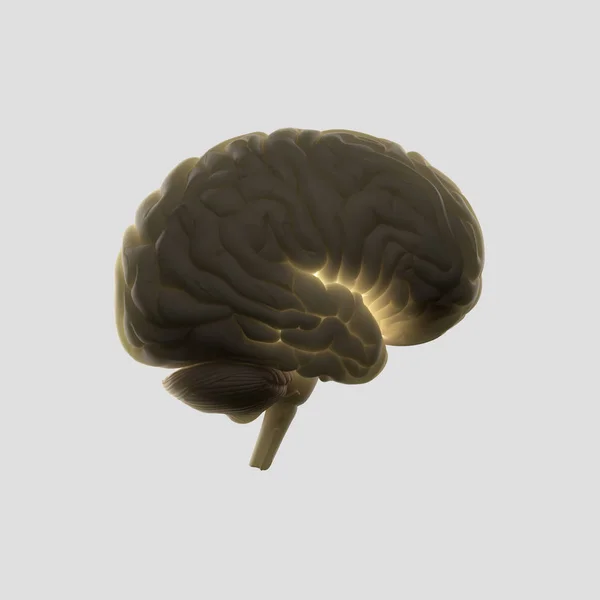 Modello di cervello umano — Foto Stock